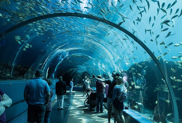 Georgia Aquarium. Visiting Atlanta with Kids: 3 Day Itinerary