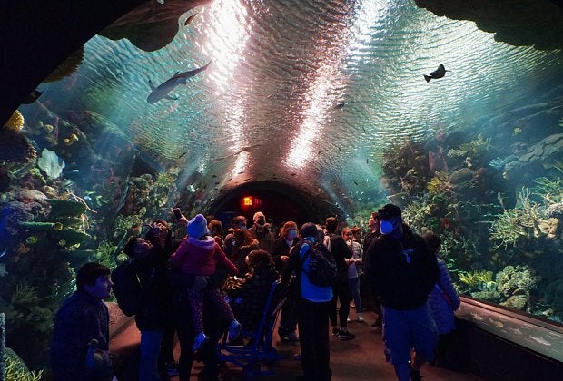 Free summer activities in NYC: New York Aquarium on Wednesdays