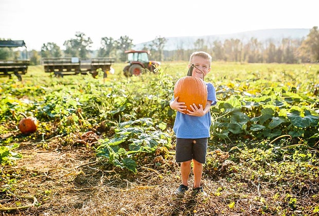 Great Country Farms pumpkin patch
