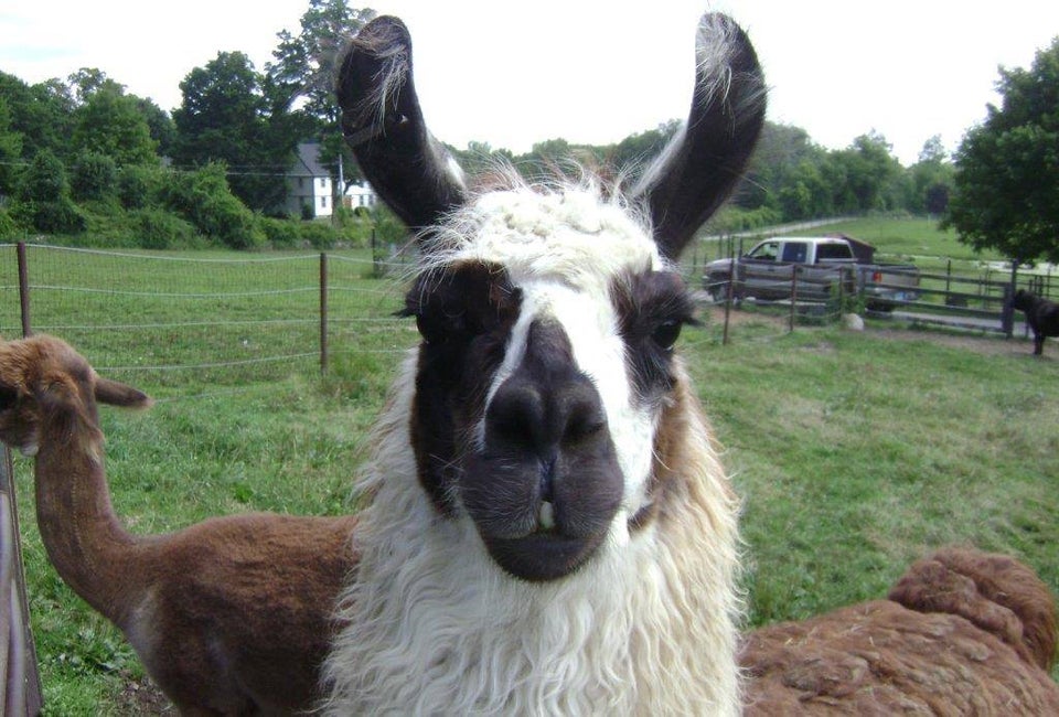 Take a look at all the animals and adventures that await a visit to Action Wildlife in Connecticut