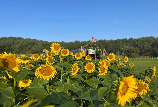 Photo of sunflower field - Top Things To Do in Boston this Fall