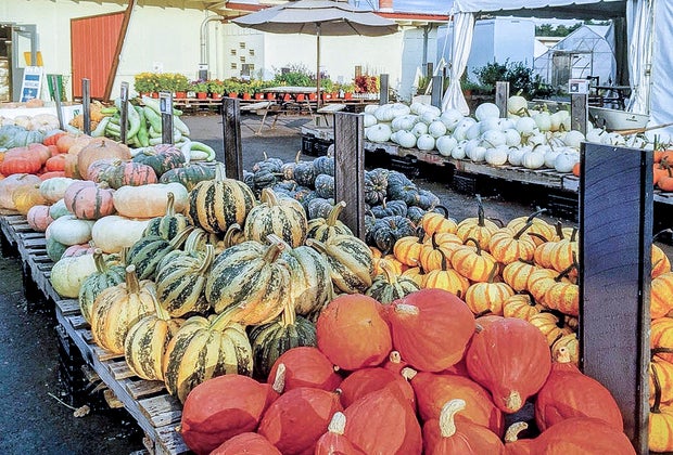 Photo of a variety of pumpkins - Pumpkin Patches Near Boston