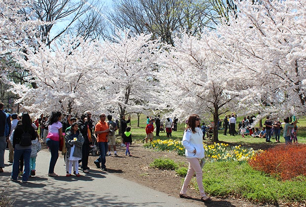 Branch Brook Park's Cherry Blossom Festival draws crowds to the park