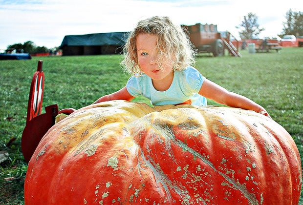 Butler's Orchard pumpkin patch