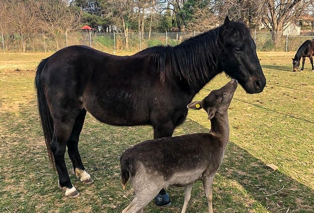 Great Animal Farms and Petting Zoos near DC for Kids Leesburg Animal Park