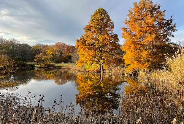 Photo of Arnold Arboretum - Fall Bucket List for Kids