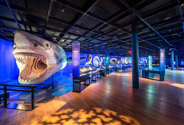 parade of sharks at AMNH Sharks exhibition