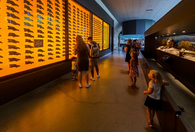 The La Brea Tar Pits and Page Museum: The Dire Wolf Wall