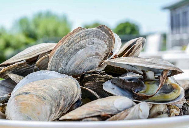 Image of clams - Things to do in Narragansett.