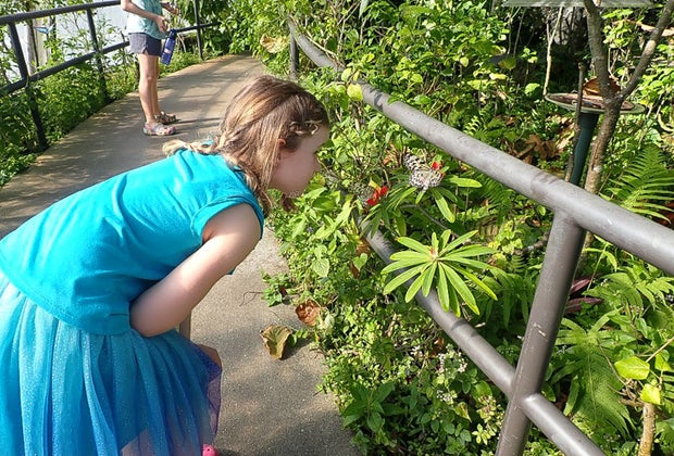 Summer Bucket List: 25 Things to Do in Miami and South Florida Before School Starts Butterfly World