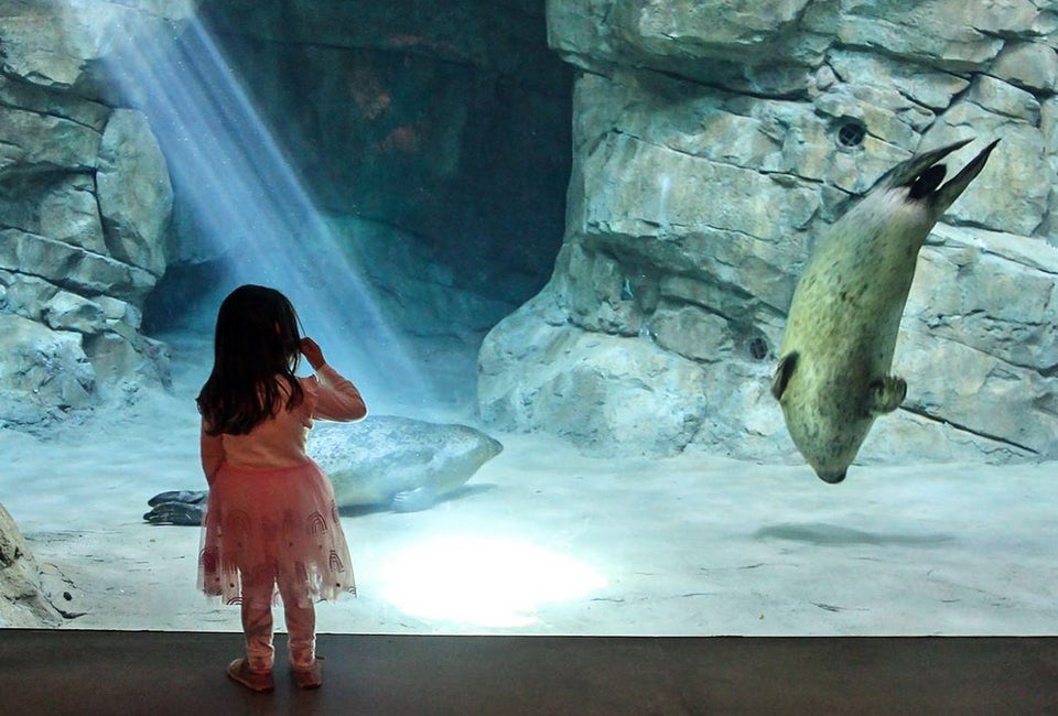 Visit the seals at Pinniped Cove. Photo courtesy of the Maritime Aquarium in Norwalk