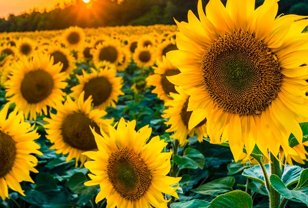 closeup sunflowers Gorgeous Sunflower Fields for Pick-Your-Own Flowers near Chicago