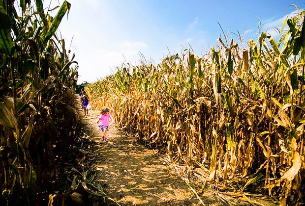 Corn mazes near Chicago: Konow's Corn Maze