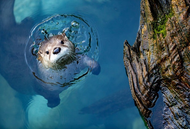 The Best Zoo in Every State: Woodland Park Zoo