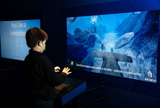Hunt Like a Hammerhead display at Sharks at the American Museum of Natural History