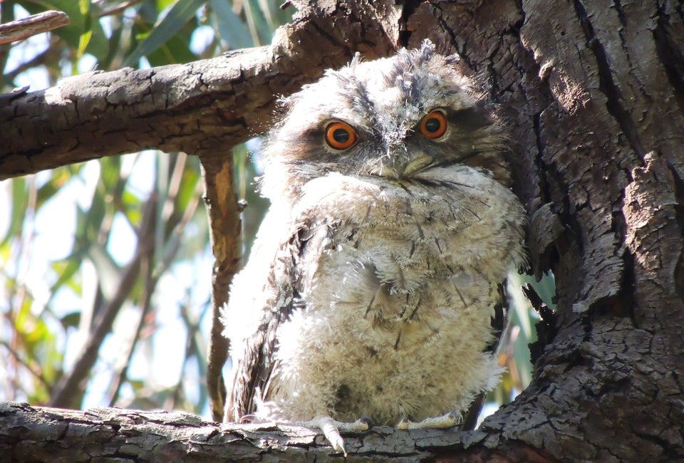 Whooooooo you looking at? Yes, you, tawny frogmouth. Photo by PsJeremy/CC BY 2.0