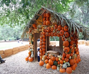 Photo courtesy of Descanso Gardens