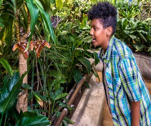 The Atlas moth is hard to miss at the Academy of Natural Sciences. Photo by Jeff Fusco/Visit Philadelphia