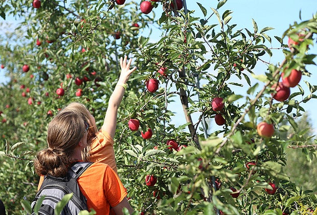 Apple picking near Chicago