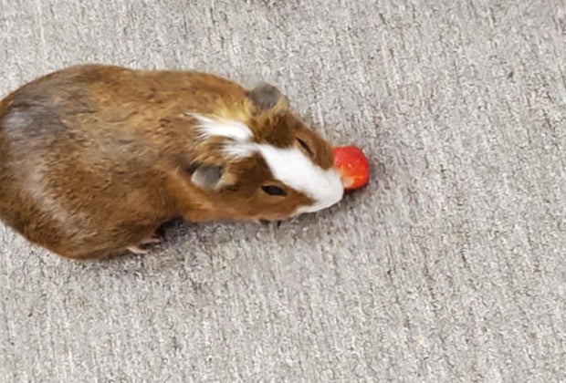 Guinea pig at Alley Pond Environmental Center