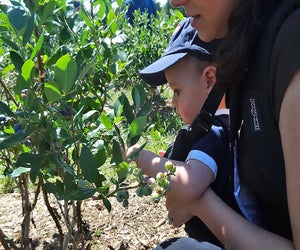 Even the littlest visitors can pick their own blueberries. Photo by Kaylynn Ebner