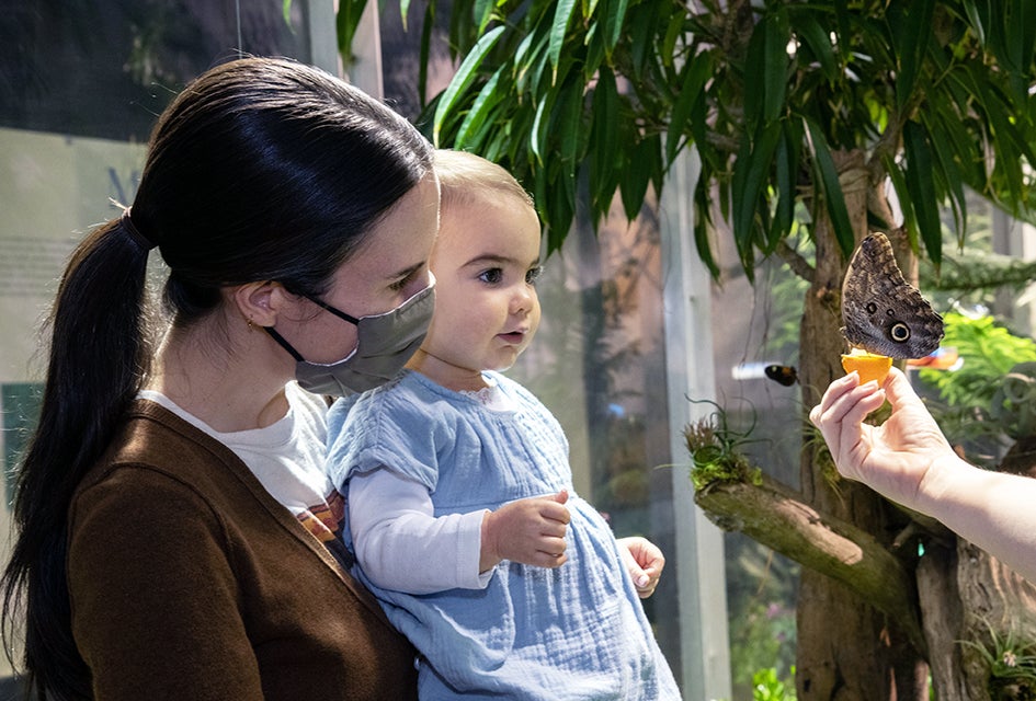 Visitors can mingle with up to 500 fluttering, iridescent butterflies at the Butterfly Conservatory at the American Museum of Natural History. Photo courtesy of AMNH