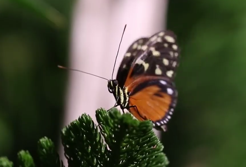 Photo Courtesy of the American Museum of Natural History