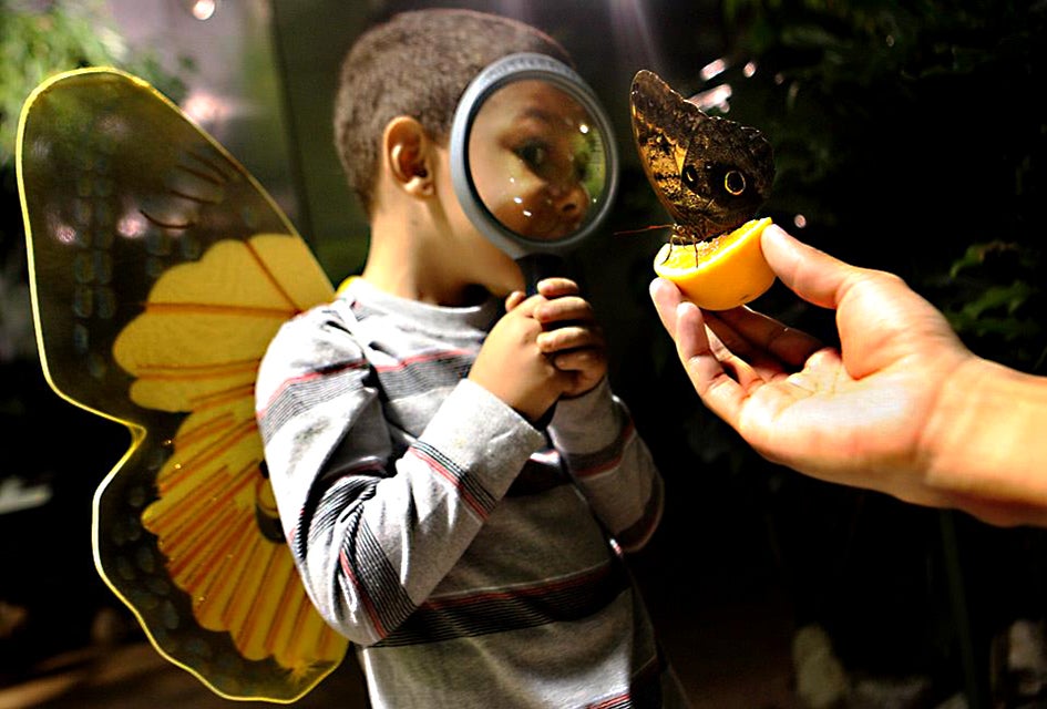Visit the astonishing world of butterflies at the Butterfly Conservatory at the AMNH. Photo courtesy of the museum
