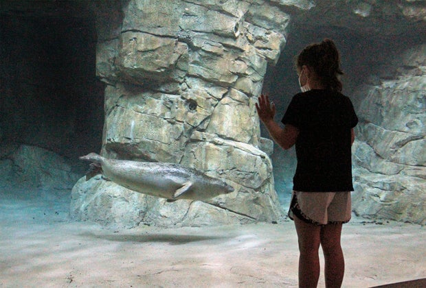 Photo of a child watching seals swim in the Maritime Aquarium.