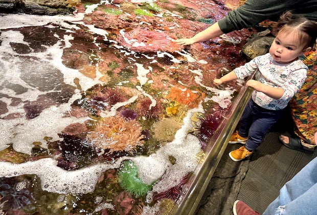 Kids can get up close and personal with the animals at the Seattle Aquarium.