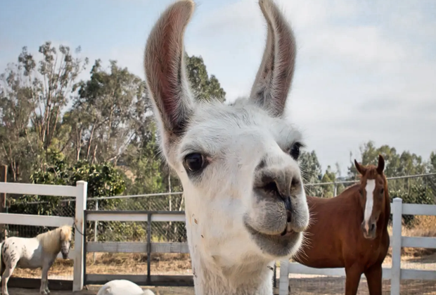 California Vacation Rentals for Families: Stay on an alpaca farm