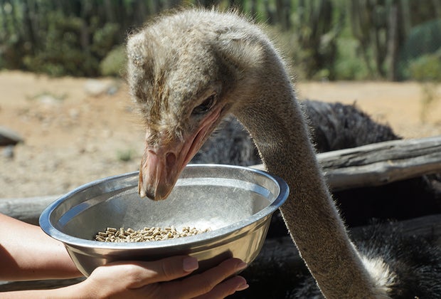 Aruba Ostrich Farm: Aruba with Kids