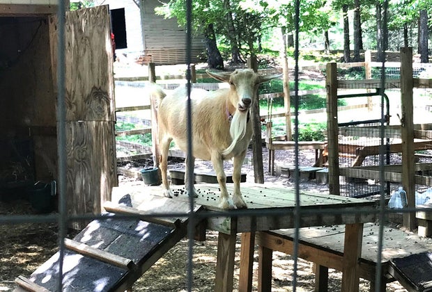 Autrey Mill Nature Preserve and Heritage Center Petting Zoos, Animal Farms, and Animal Sanctuaries Near Atlanta
