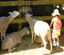 Kids get up close to gentle farm animals at Zoo Atlanta's petting zoo, Outback Station.
