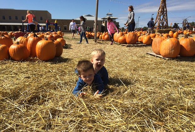 atlanta pumpkin patches and corn mazes