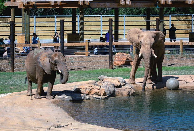 The Best Things to Do and See at Zoo Atlanta with Kids: Elephants