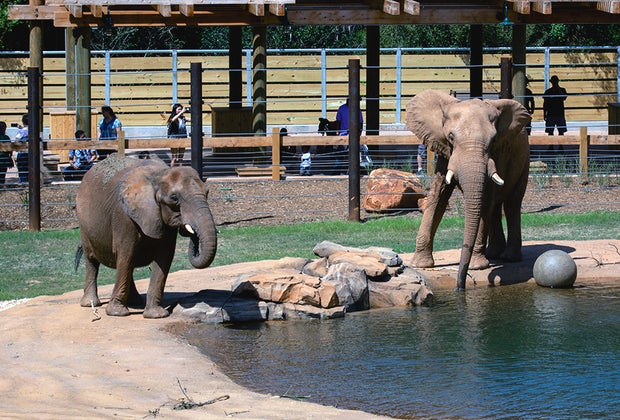 The Best Things to Do and See at Zoo Atlanta with Kids: Elephants
