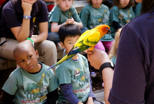The Best Things to Do and See at Zoo Atlanta with Kids: parrots