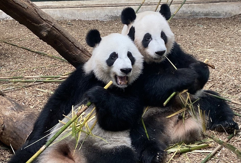 It's double trouble with Zoo Atlanta's adorable giant pandas! Photo courtesy of the zoo