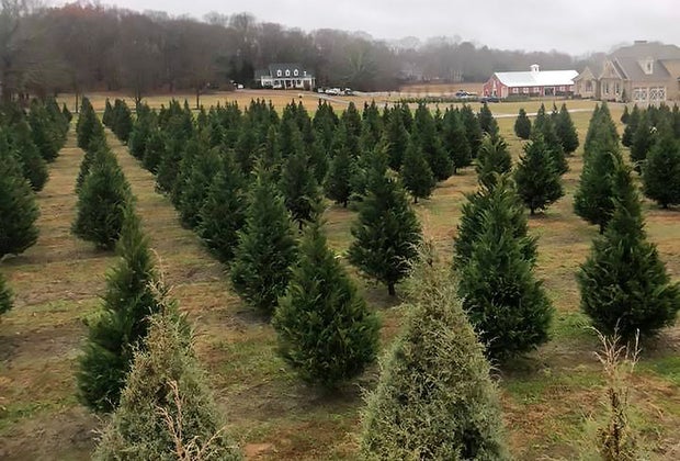 Christmas Tree Farms Near Atlanta: Bottoms Tree Farm