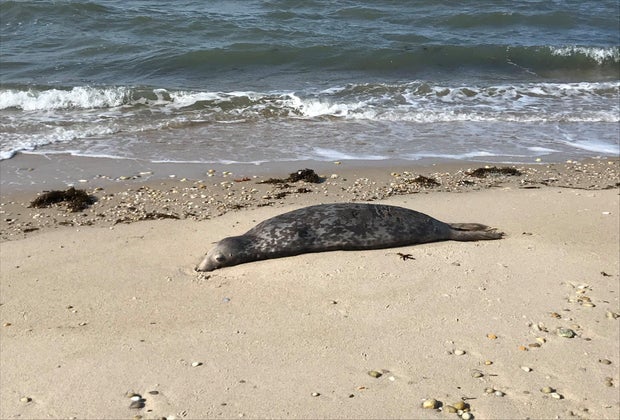 Seal on the beach Seal Watching on Long Island