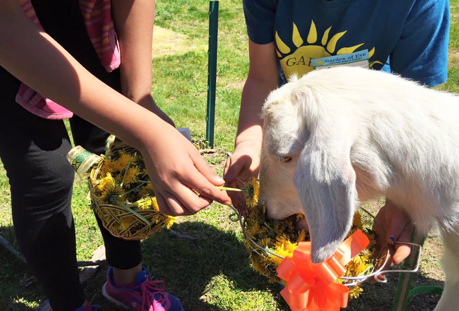 From friendly animals to fresh produce, there's plenty to love about a visit to Garden of Eve.