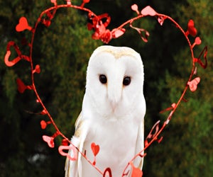 Delight in the barn owls at the Avian Reconditioning Center. Photo courtesy of the center 