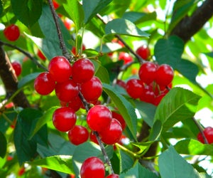 You can also pick some sour cherries during a berry picking trip to Baugher's Orchard. Photo courtesy of the orchard