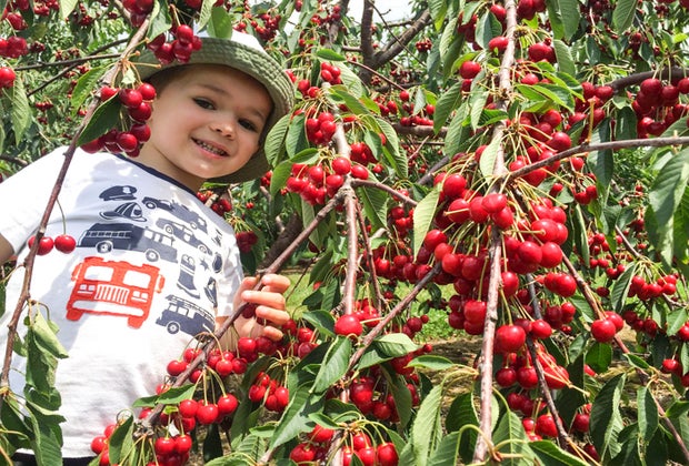 Photo of child in berry bush at a Connecticut farms.