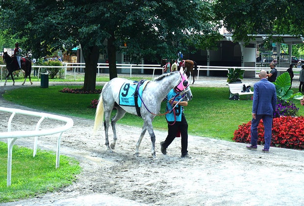Belmont Park, NYC: Horse circling The Paddock