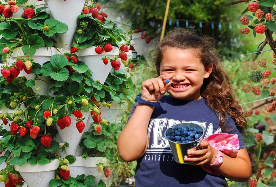 Try berry picking near Houston this spring. Photo courtesy of Blessington Farms 
