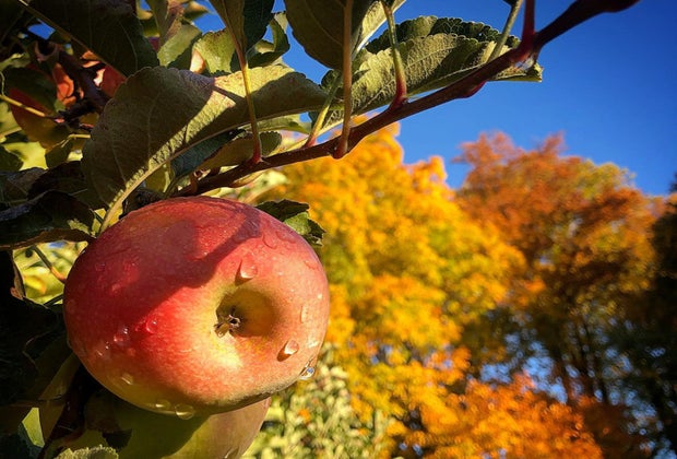 Apple Picking Near DC: Butler's Orchard