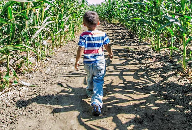 the Best Corn Maze near Los Angeles: Big Horse Corn Maze