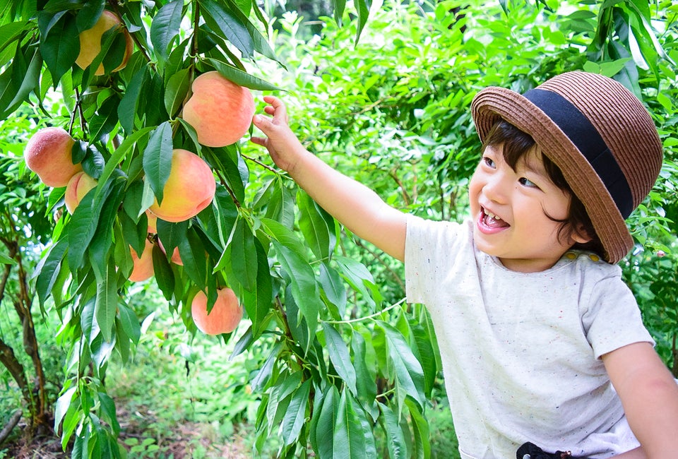 Peaches are ripe for the picking in the DC area!